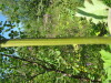 Thumbnail IMG_8201.JPG 