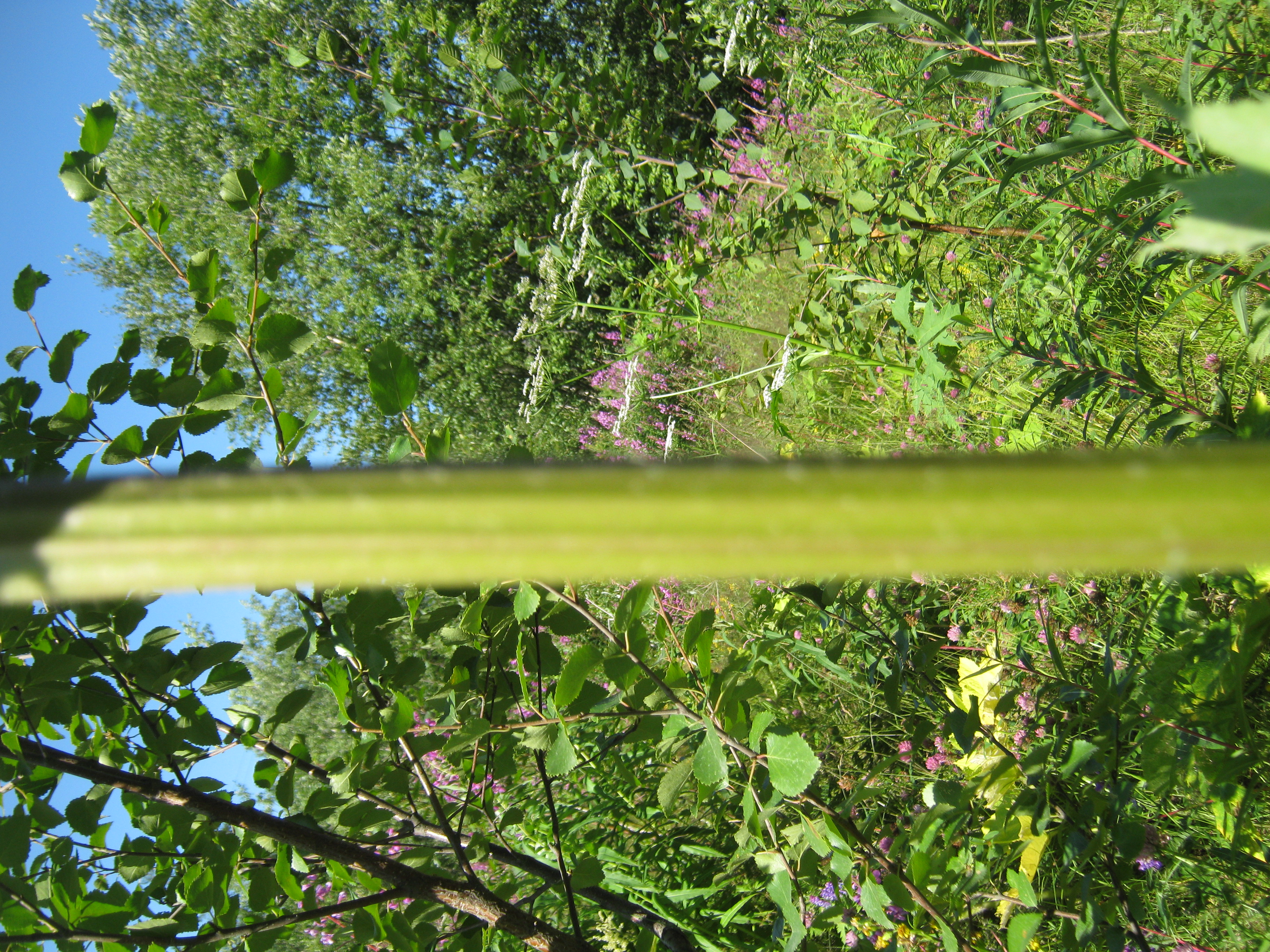 IMG_8199.JPG 