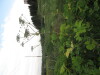 Thumbnail IMG_0603.JPG 