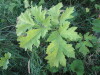 Thumbnail IMG_0604.JPG 