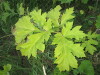 Thumbnail IMG_0605.JPG 