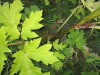 Thumbnail IMG_0606.JPG 