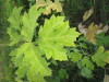Thumbnail IMG_0607.JPG 