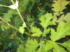 Thumbnail IMG_0608.JPG 