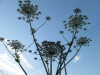 Thumbnail IMG_0609.JPG 