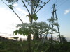 Thumbnail IMG_0610.JPG 