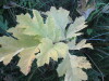 Thumbnail IMG_0611.JPG 