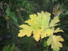 Thumbnail IMG_0612.JPG 