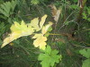 Thumbnail IMG_0613.JPG 