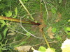 Thumbnail IMG_0614.JPG 