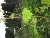 Thumbnail IMG_0615.JPG 