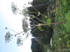 Thumbnail IMG_0616.JPG 