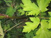 Thumbnail IMG_0617.JPG 