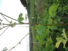Thumbnail IMG_0618.JPG 