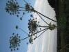 Thumbnail IMG_0619.JPG 