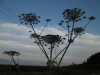 Thumbnail IMG_0622.JPG 