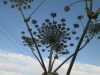 Thumbnail IMG_0623.JPG 