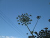 Thumbnail IMG_0624.JPG 