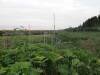 Thumbnail IMG_0625.JPG 