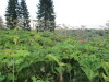 Thumbnail IMG_0626.JPG 