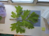 Thumbnail IMG_0632.JPG 