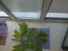 Thumbnail IMG_0633.JPG 