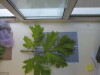 Thumbnail IMG_0634.JPG 