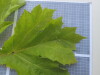 Thumbnail IMG_0635.JPG 