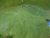 Thumbnail IMG_0636.JPG 