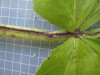 Thumbnail IMG_0639.JPG 