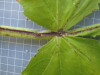 Thumbnail IMG_0641.JPG 