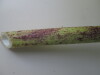 Thumbnail IMG_0642.JPG 