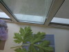 Thumbnail IMG_0645.JPG 