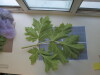 Thumbnail IMG_0647.JPG 