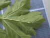 Thumbnail IMG_0648.JPG 