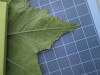 Thumbnail IMG_0650.JPG 