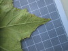 Thumbnail IMG_0651.JPG 