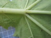 Thumbnail IMG_0652.JPG 