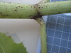 Thumbnail IMG_0653.JPG 