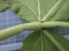 Thumbnail IMG_0654.JPG 