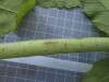 Thumbnail IMG_0655.JPG 