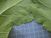 Thumbnail IMG_0656.JPG 