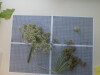 Thumbnail IMG_0657.JPG 