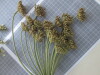Thumbnail IMG_0659.JPG 