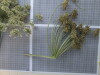 Thumbnail IMG_0660.JPG 