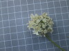 Thumbnail IMG_0661.JPG 
