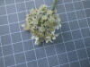 Thumbnail IMG_0662.JPG 