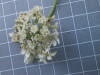 Thumbnail IMG_0665.JPG 