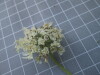 Thumbnail IMG_0667.JPG 