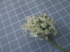 Thumbnail IMG_0668.JPG 